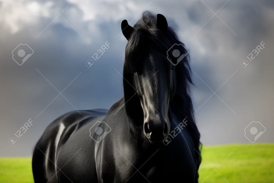 huge friesian stallion