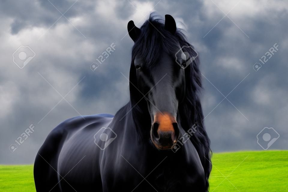 huge friesian stallion