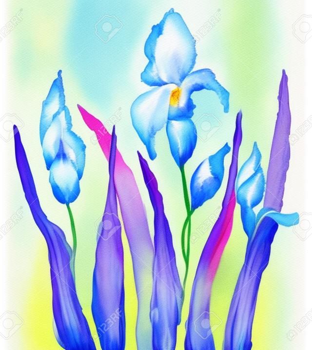 Iris flowers, watercolor illustration 