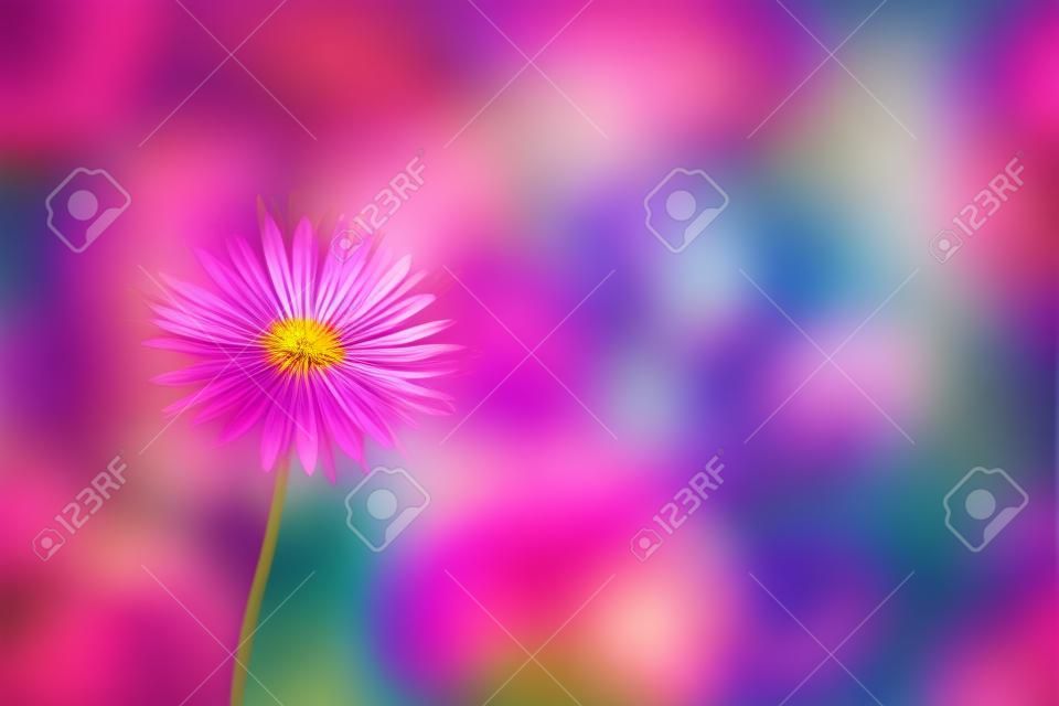 Colorful background wild flower