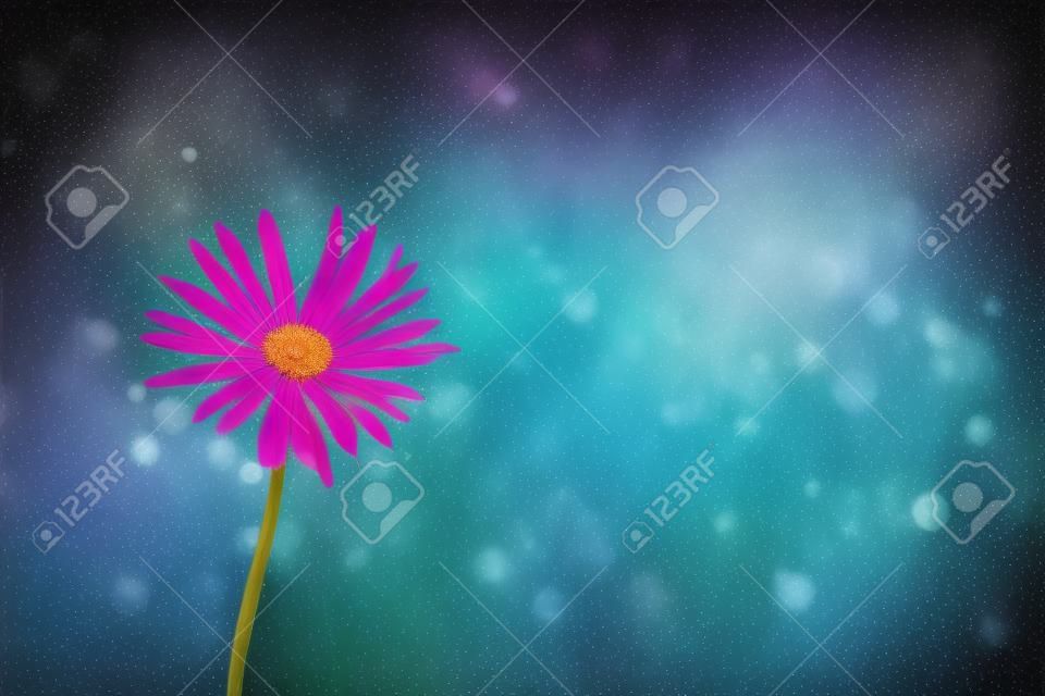 Colorful background wild flower