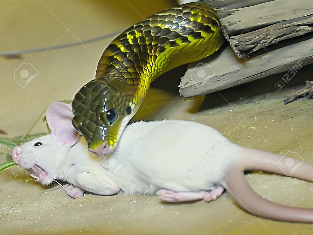 tiger snake eating a mouse