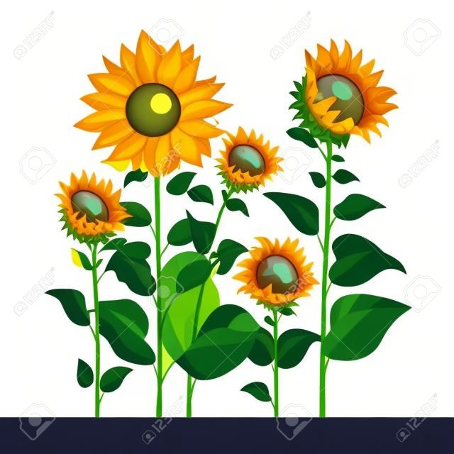 Sunflowers isolated on white background. Vector illustration in flat style.