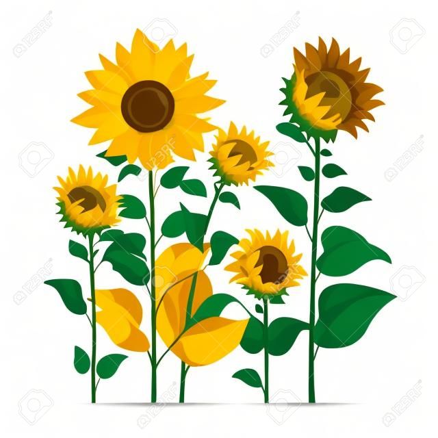 Sunflowers isolated on white background. Vector illustration in flat style.