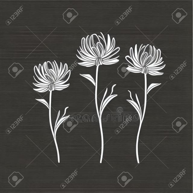 Handgezeichnete Chrysanthemenblüten. Schwarz-Weiß-Vektorillustration.