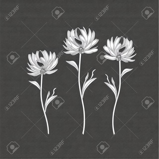 Handgezeichnete Chrysanthemenblüten. Schwarz-Weiß-Vektorillustration.