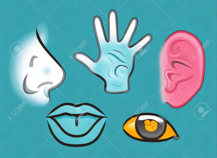A cartoon illustration depicting the 5 senses  Smell, touch, hearing, taste and sight 