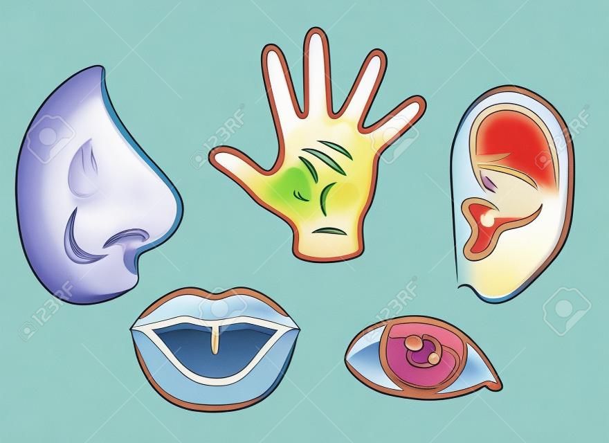 A cartoon illustration depicting the 5 senses  Smell, touch, hearing, taste and sight 