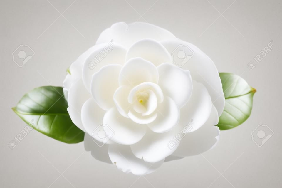 Flor de camelia blanca aislada sobre fondo blanco. Camellia japonica