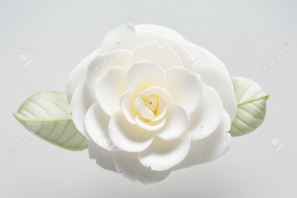 Flor de camelia blanca aislada sobre fondo blanco. Camellia japonica