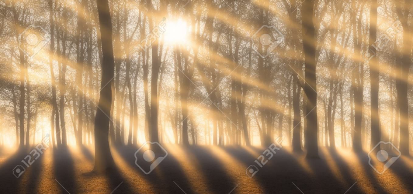霧の中で太陽の光に照らされたブナとオークの木の森
