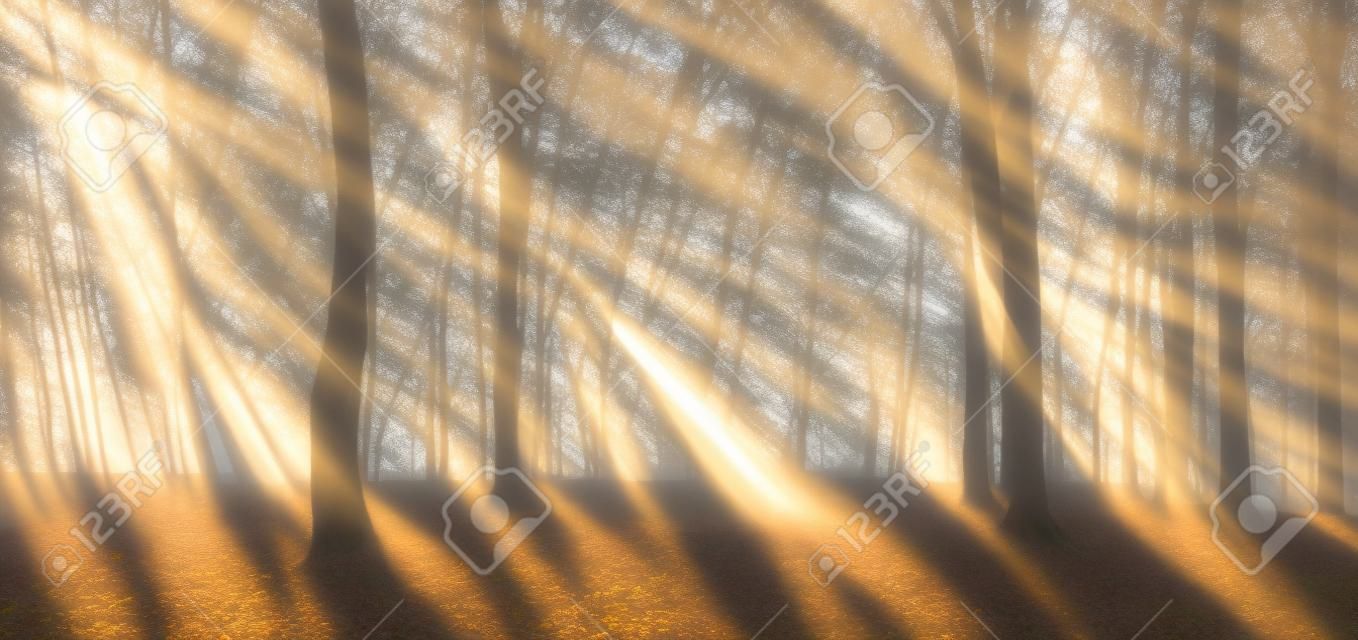 霧の中で太陽の光に照らされたブナとオークの木の森