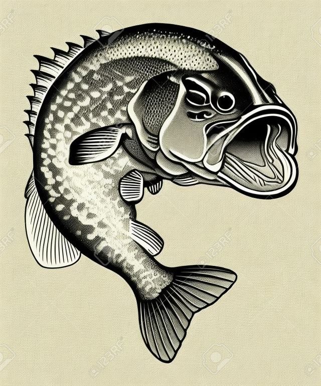 Bass Jumping Vintage is an illustration of a large mouth bass jumping out of the water in a detailed black and white hand-drawn vintage style.