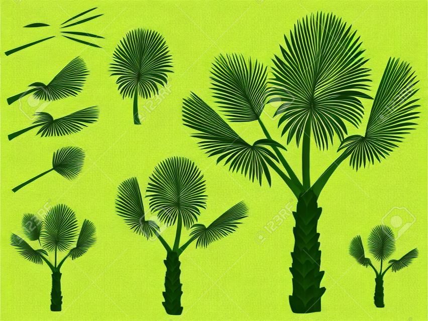 Conjunto de hojas redondas de palmera. Palmera Abanico forma a partir de estas hojas.