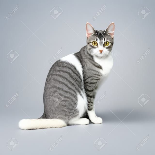 argent chat tigré gris avec la poitrine et les pattes d'isolement sur le fond blanc blanc