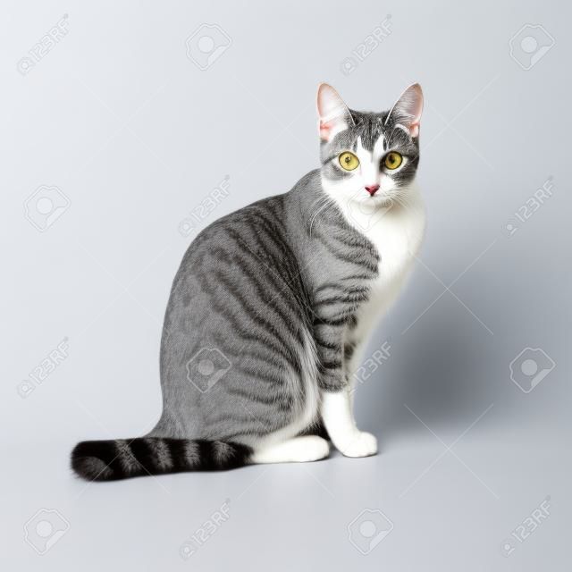 silbergrau getigerte Katze mit weißer Brust und Pfoten auf weißem Hintergrund