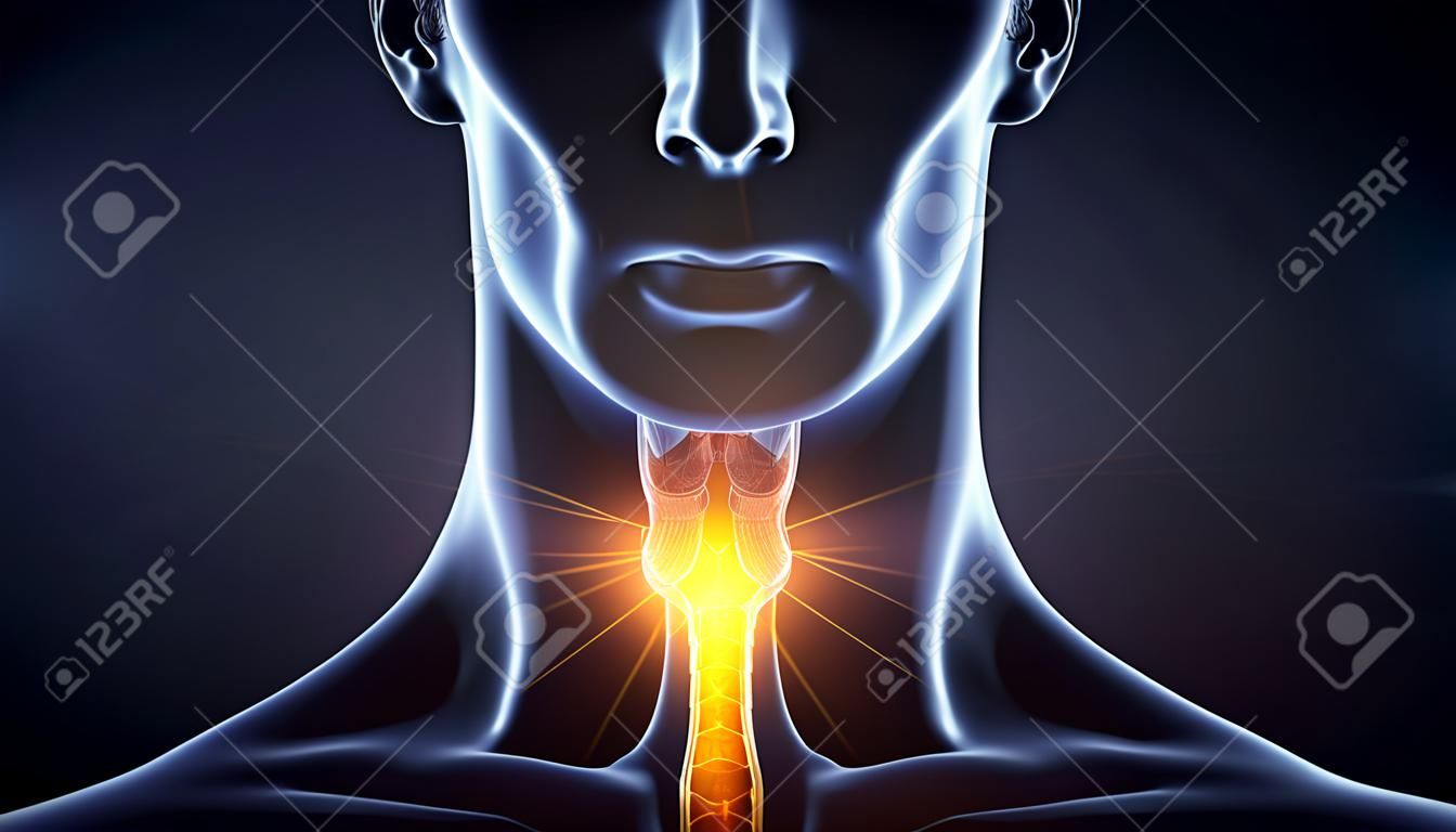 Illustration médicalement 3D montrant l'inflammation de la thyroïde d'un homme, illustration médicalement 3D