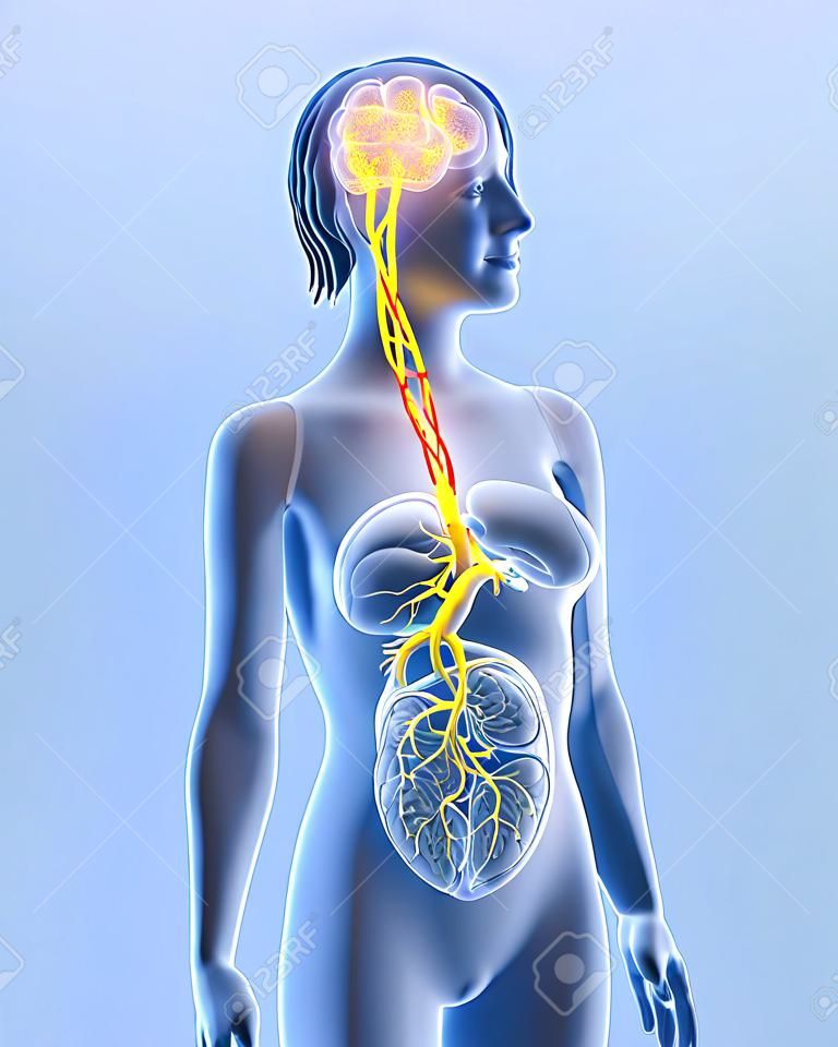 Illustrazione 3D che mostra il nervo vago e il cuore evidenziato, illustrazione medica 3D