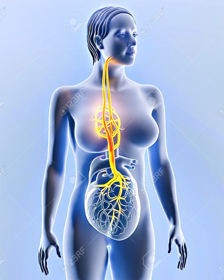 Illustrazione 3D che mostra il nervo vago e il cuore evidenziato, illustrazione medica 3D