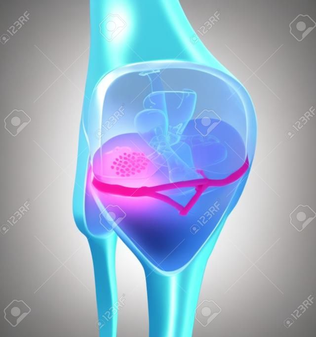 Ilustración 3D que muestra la articulación de la rodilla con fémur transparente y cápsula articular, meniscos y ligamentos