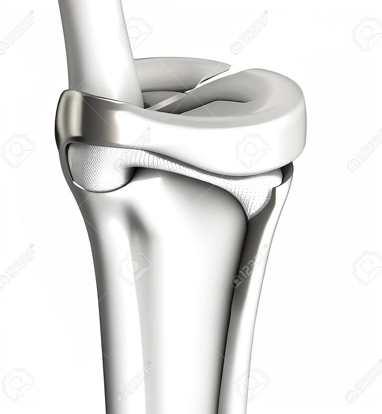 3D illustration showing knee joint with transparent femur and articular capsule, menisci and ligaments on white background, medical mock up on white background