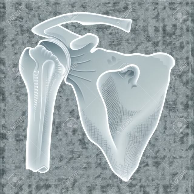 Icona dell'articolazione della spalla umana, concetto di medicina e assistenza sanitaria. Disegno anatomico, schizzo grafico del corpo. Illustrazione di arte di linea vettoriale