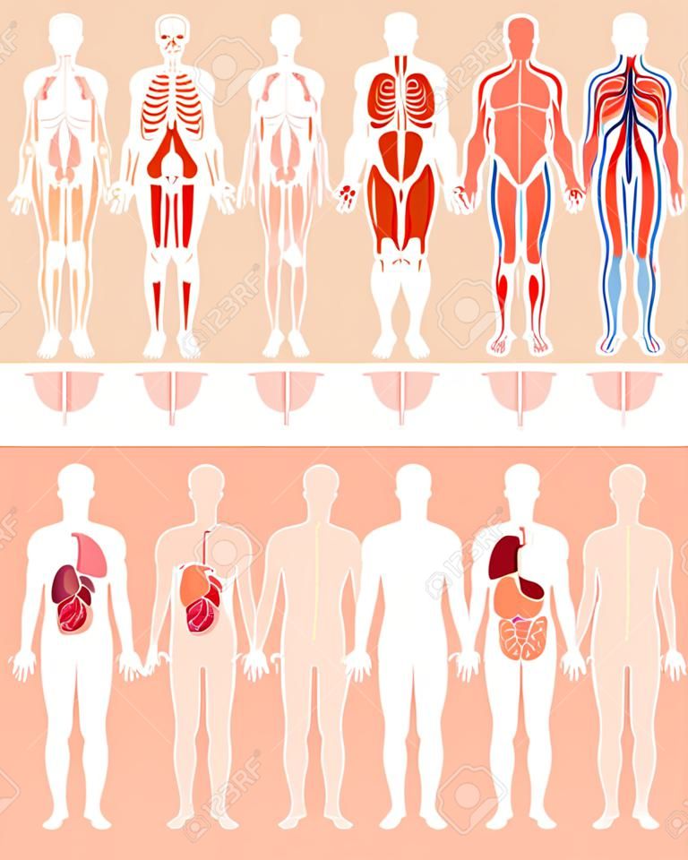 Anatomía educativa fisiología sistema de órganos cuerpo humano conjunto vector ilustración plana. Partes infográficas
