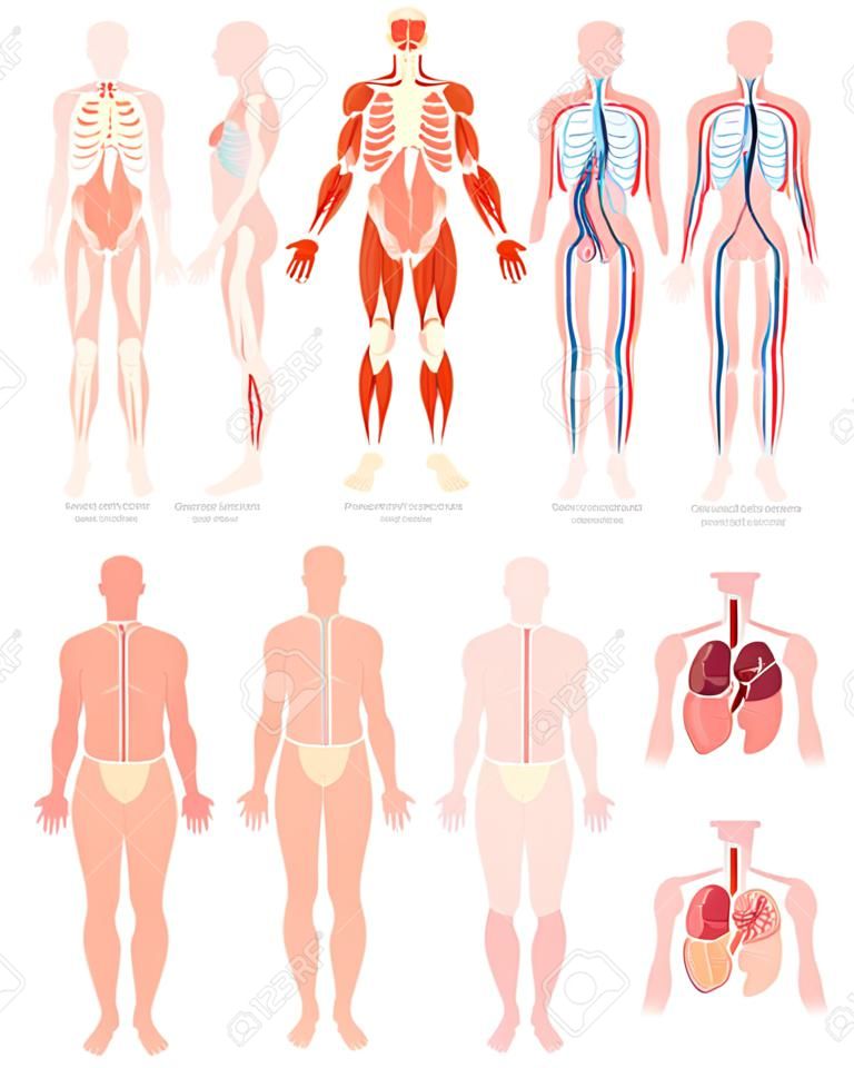 Anatomía educativa fisiología sistema de órganos cuerpo humano conjunto vector ilustración plana. Partes infográficas