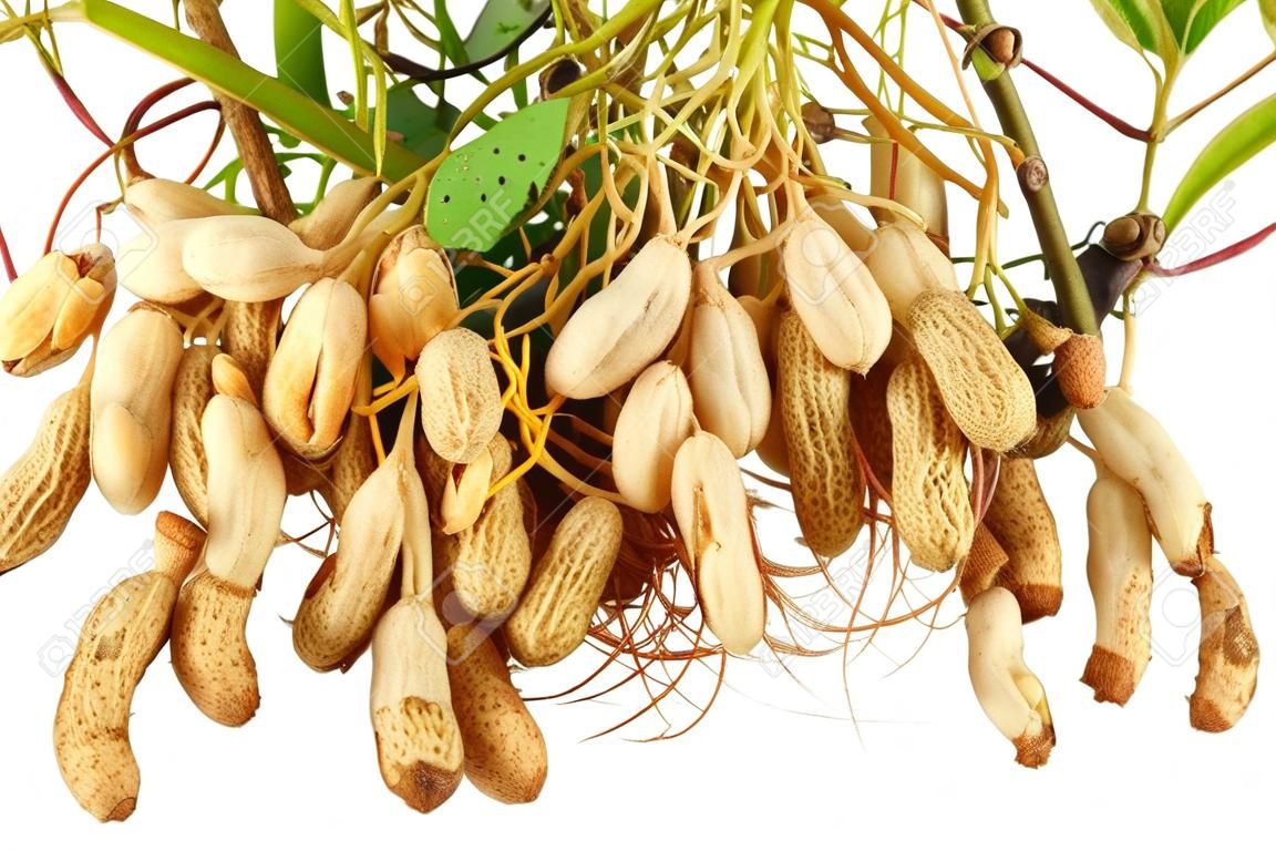 Растения арахиса с прикрепленными к корням орехами