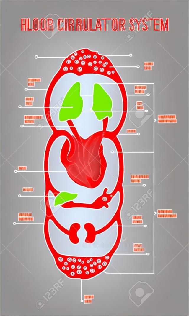 Sistema circulatório humano. Diagrama do sistema circulatório com partes principais rotuladas. Ilustração vetorial de grandes e pequenos círculos de circulação sanguínea em estilo plano.