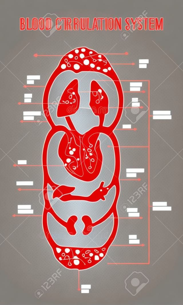 Human circulatory system. Diagram of circulatory system with main parts labeled. Vector illustration of great and small circles of blood circulation in flat style.