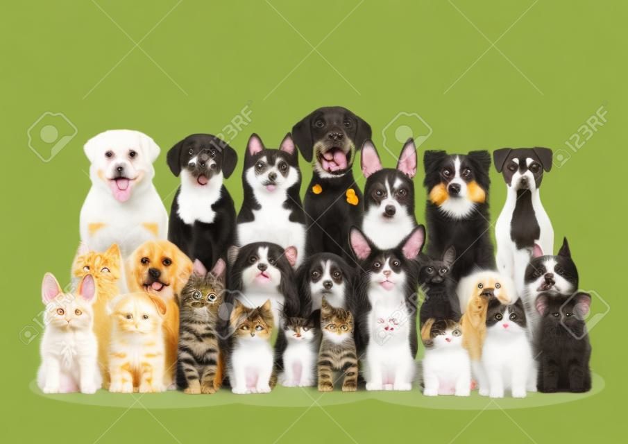Группа собак и котят