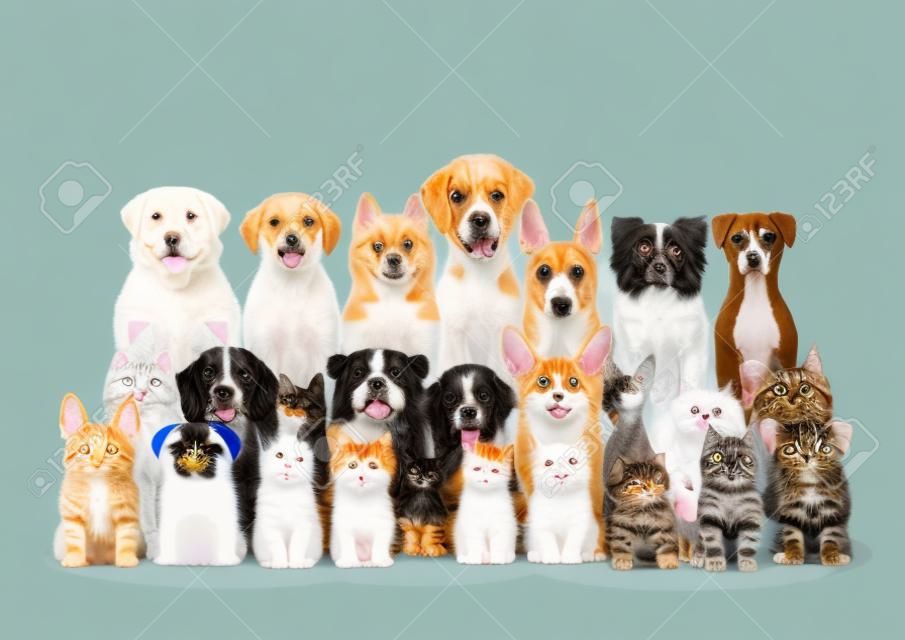 grupo de cães e gatinhos