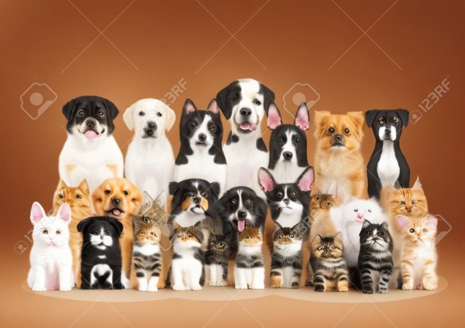 grupo de cães e gatinhos