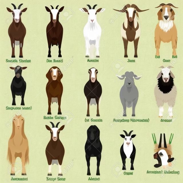 gráfico de cabras com nome de raças