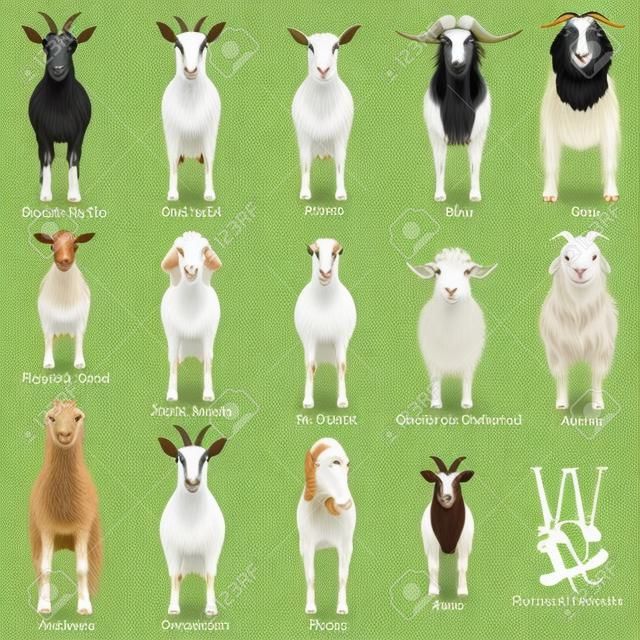 goats chart with breeds name