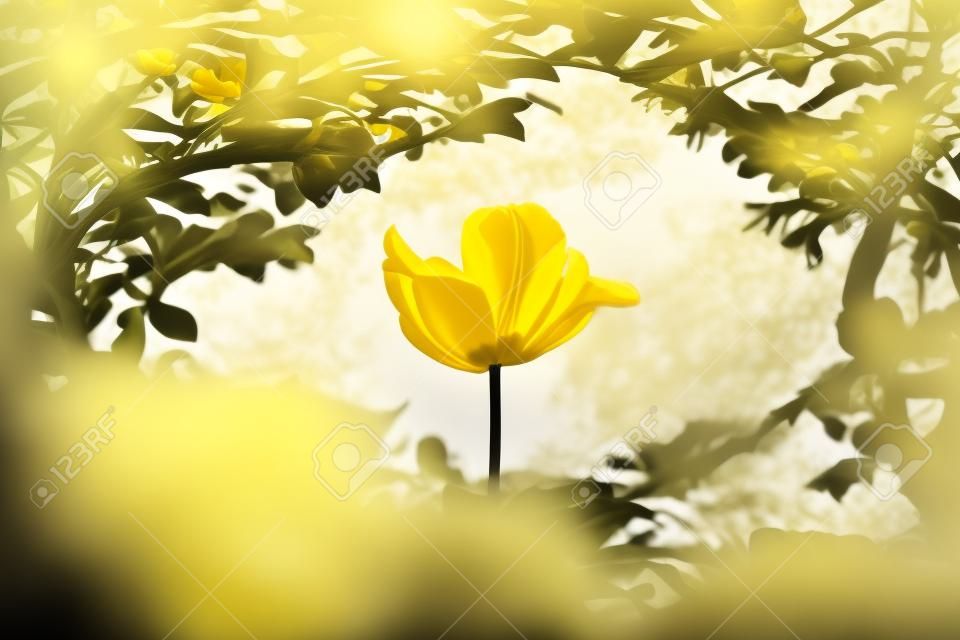 Yellow tulip soul in black white for peace heal hope. The flower is symbol for power of life and mind strength beyond grief death and sorrows. So symbolizes healing of stress or burnout.