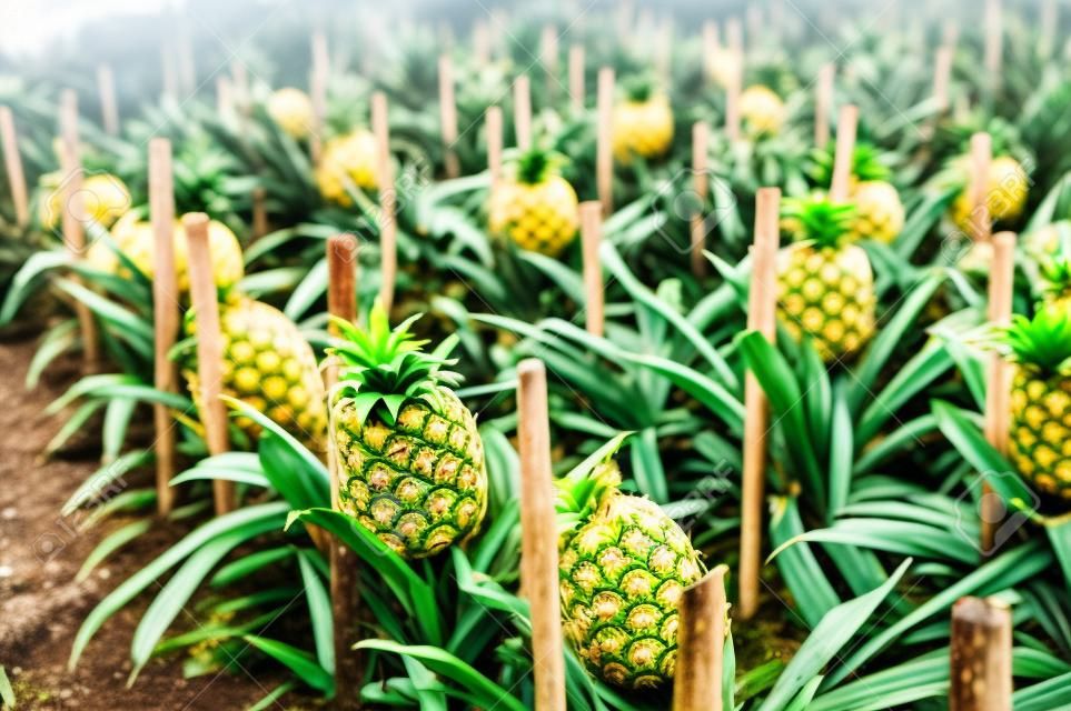 Pineapple fruits in a traditional Azorean greenhouse plantation at Sao Miguel Island in The Azores, Portugal, Europe.