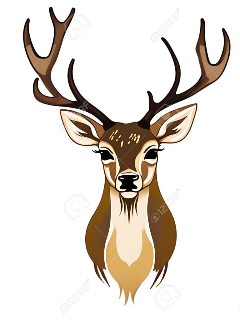 Portrait of wild deer with antlers brown color.