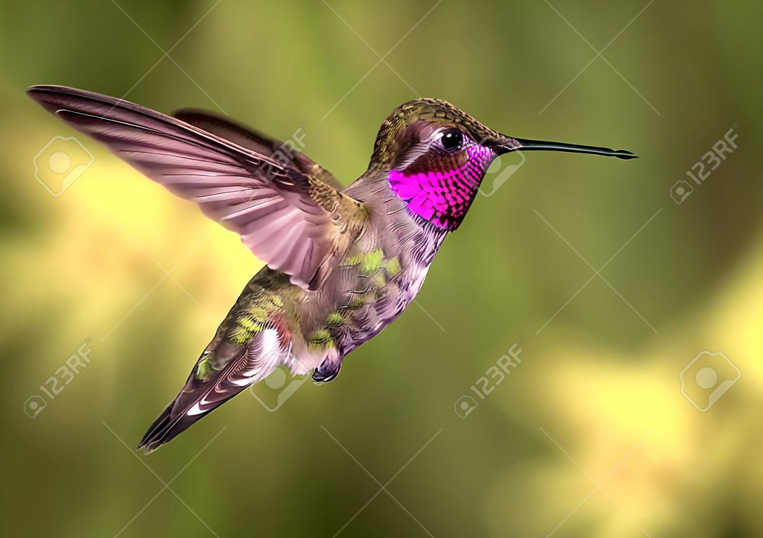 Anna s Hummingbird飞行彩色图像日