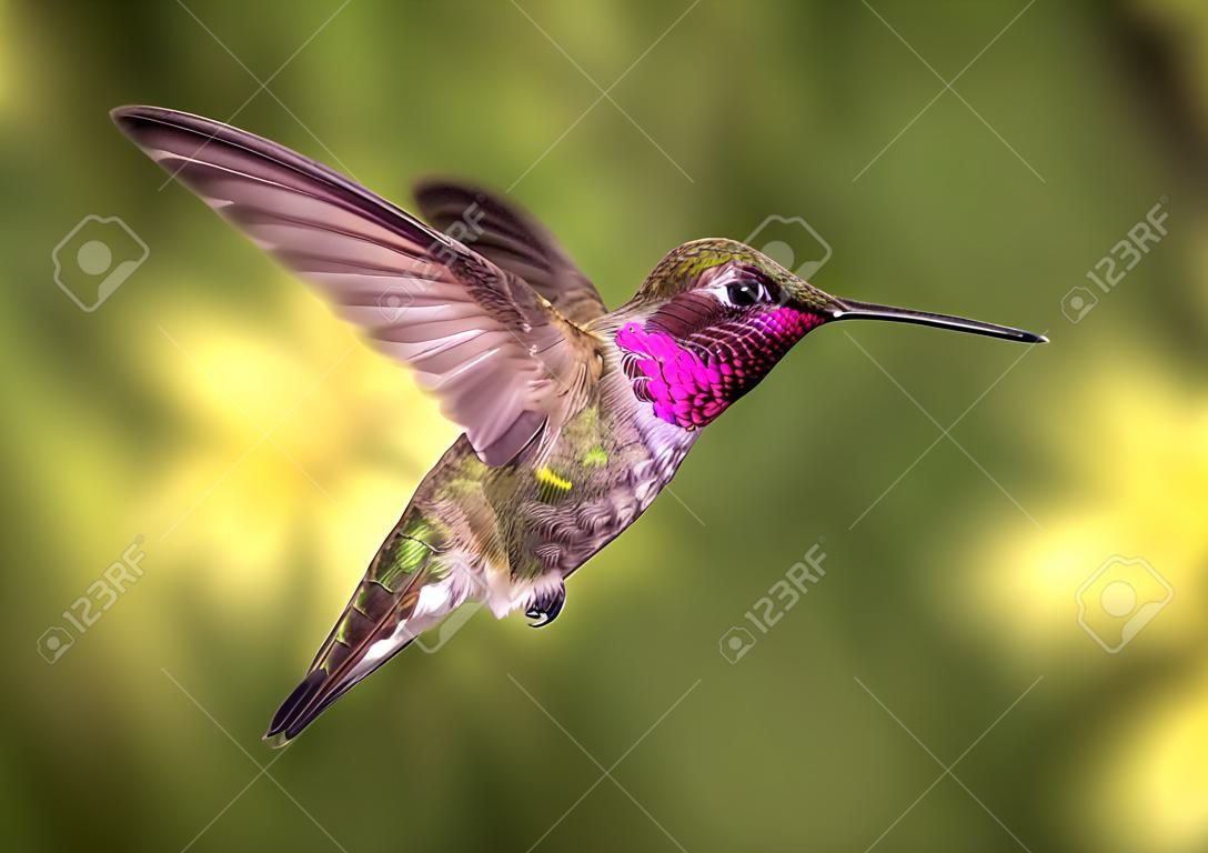 Anna's Kolibrie in vlucht, kleurenbeeld, dag