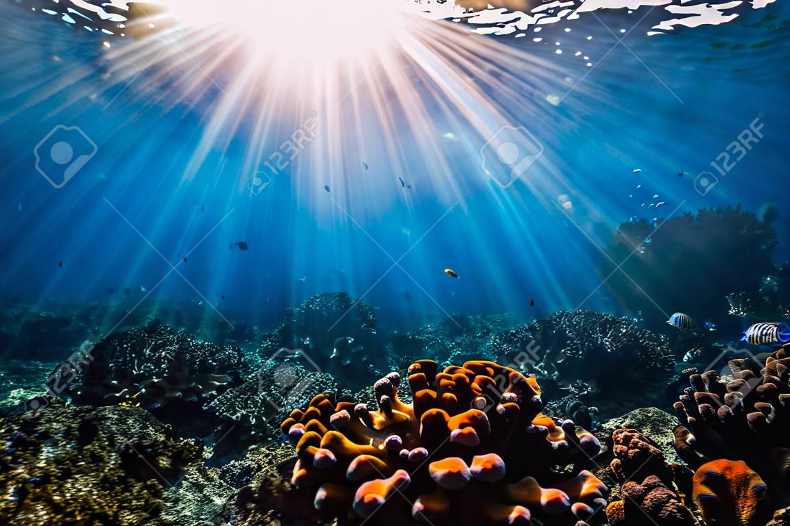 Escena submarina con corales, rocas y rayos del sol. Océano azul tropical