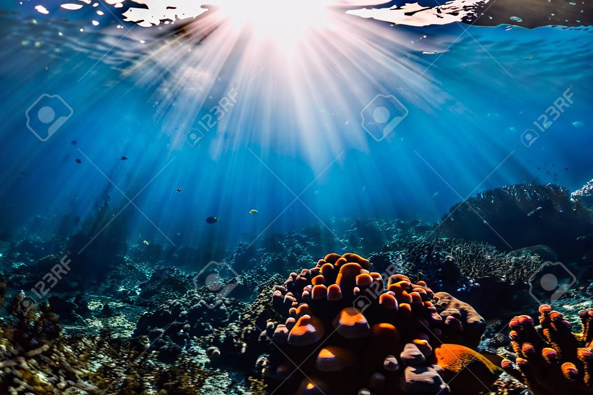 Escena submarina con corales, rocas y rayos del sol. Océano azul tropical