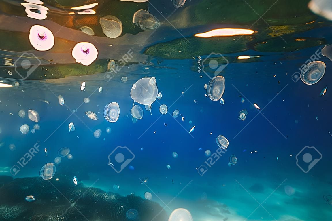 Mar azul transparente e um monte de Jellyfish desliza debaixo d'água