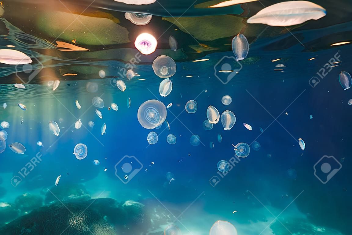 Mar azul transparente y muchas medusas se deslizan bajo el agua