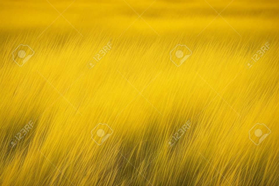 Close up shot der gelben Gras-Savanne