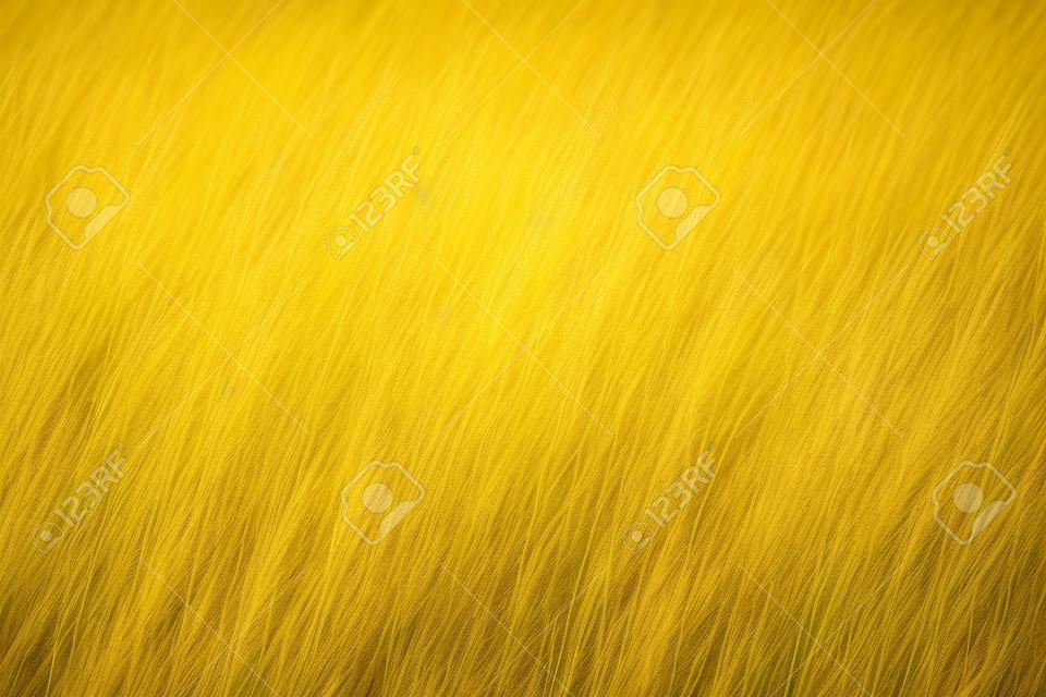 Close up shot of yellow savannah grass
