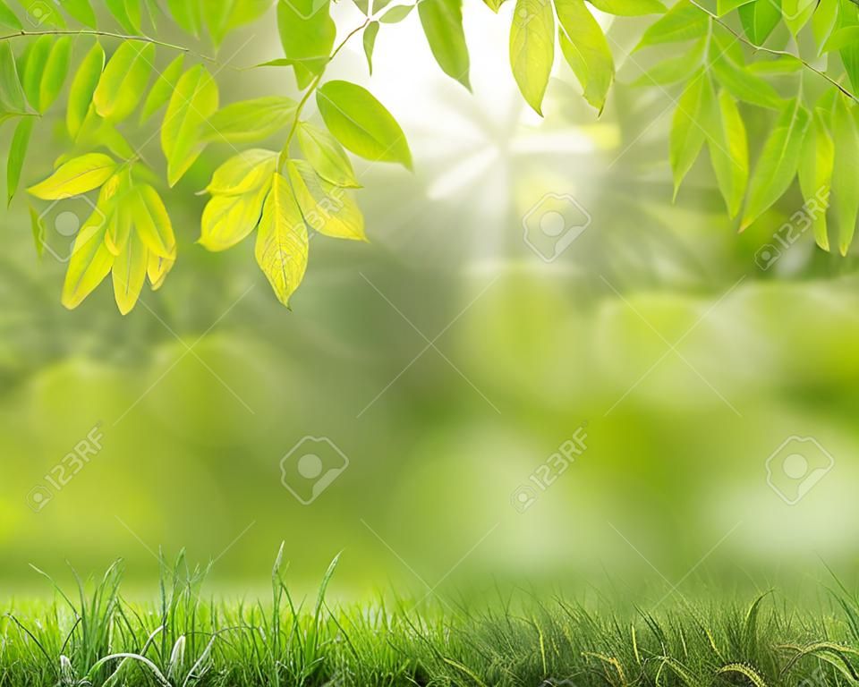 streszczenie zielone tło natura