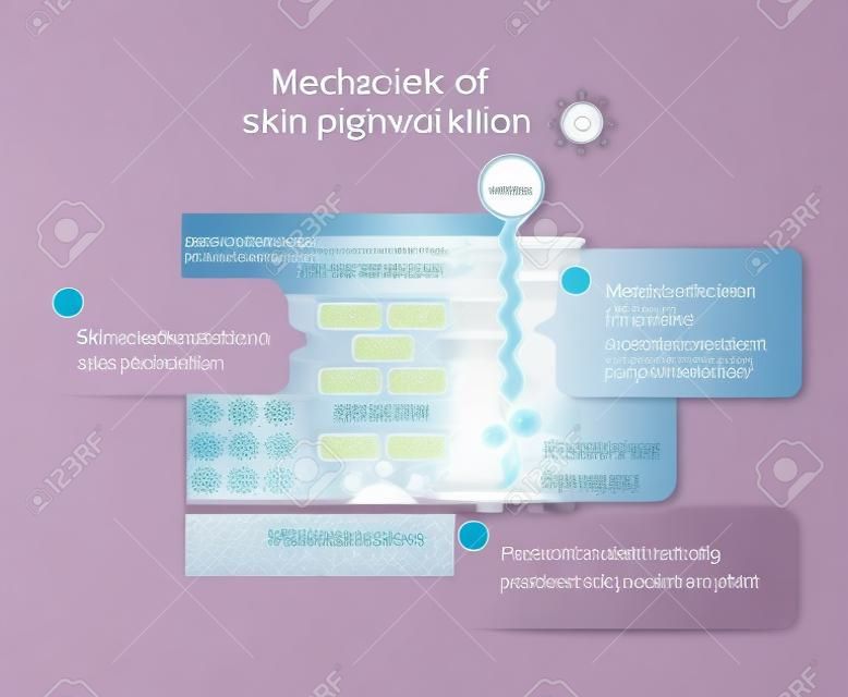 Mechanism of skin pigmentation