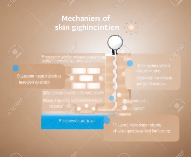 Mecanismo de pigmentação da pele